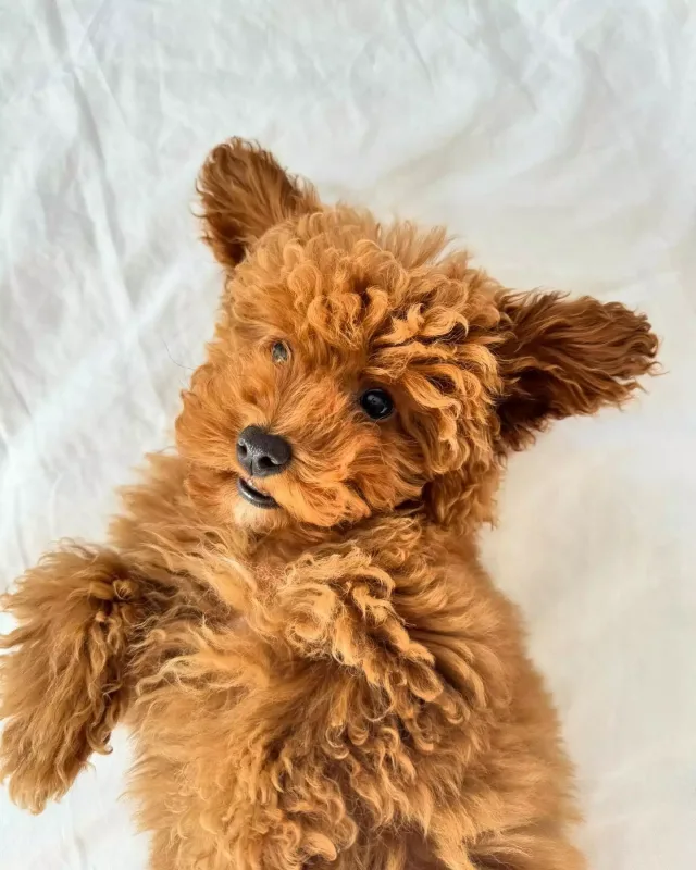 Nagehanla Fəridin evindən oğurluq edən şəxs o imiş...