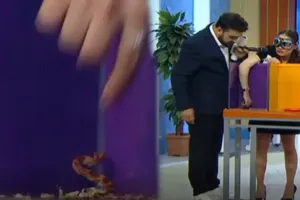 Samirənin əlini saldığı qutuya diri ilan qoydular