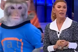 Xoşqədəm itkin meymunu tapdı