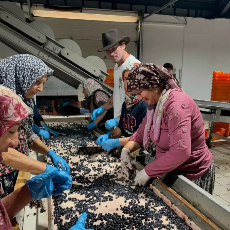 Ad günündə üzüm yığdı