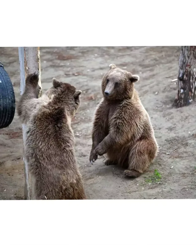Leyla Əliyeva Bakı zooparkında