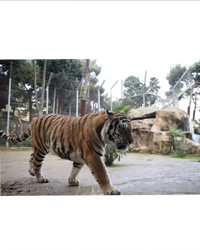 Leyla Əliyeva Bakı zooparkında