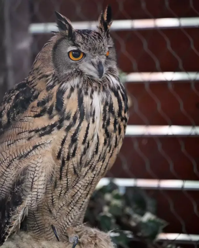 Leyla Əliyeva Bakı zooparkında
