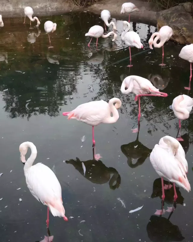 Leyla Əliyeva Bakı zooparkında