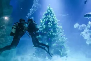 Suyun altında toy oldu