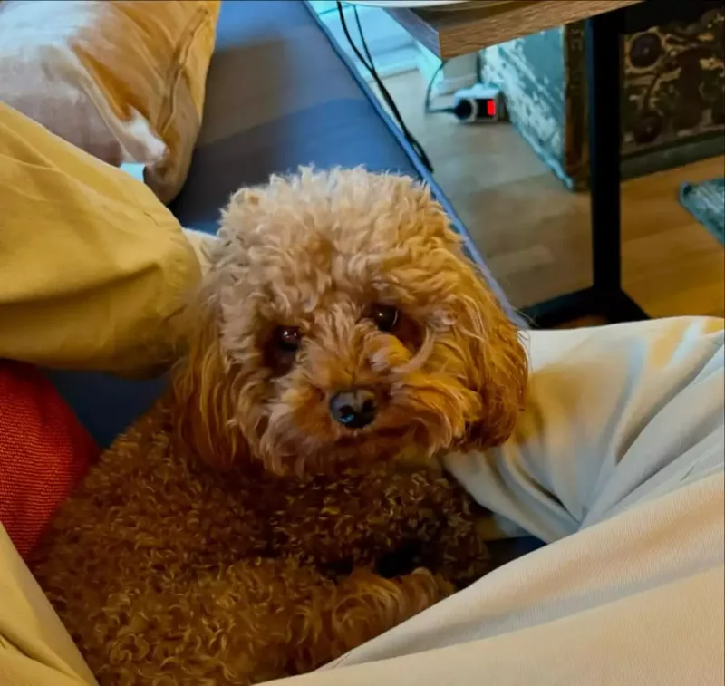 Murat Bozun İzmirdəki evi