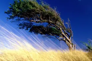 Küləkli hava ilə bağlı xəbərdarlıq