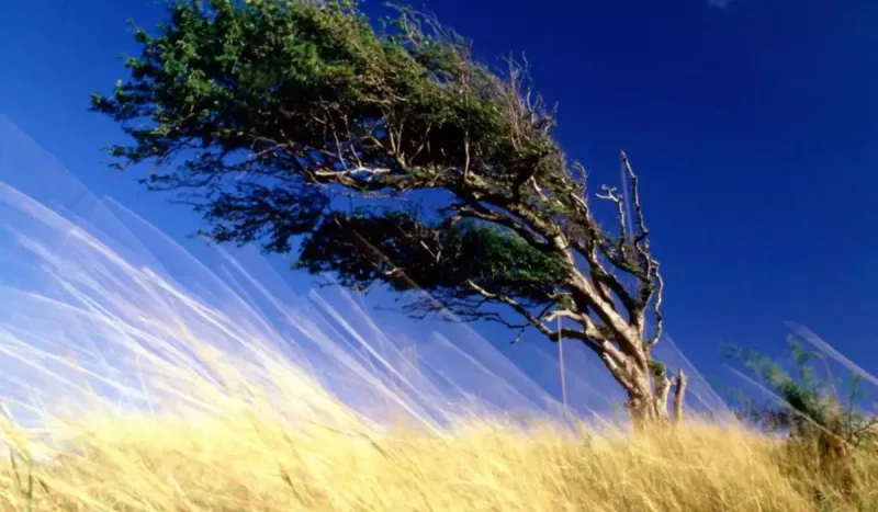 Küləkli hava ilə bağlı xəbərdarlıq