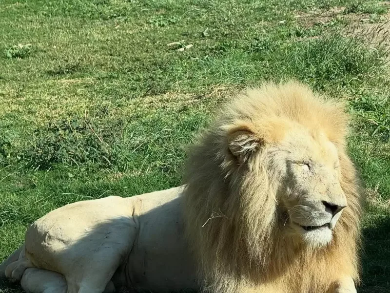 Lindsi Lohan ilk dəfə oğlunun şəkillərini yayımladı