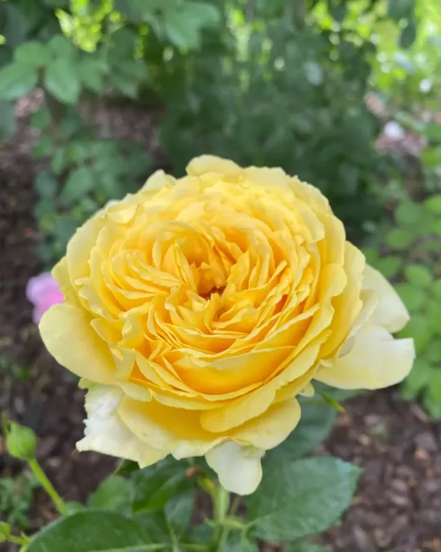 Qalkin xanımı Puqaçovanın yeni şəkillərini paylaşdı