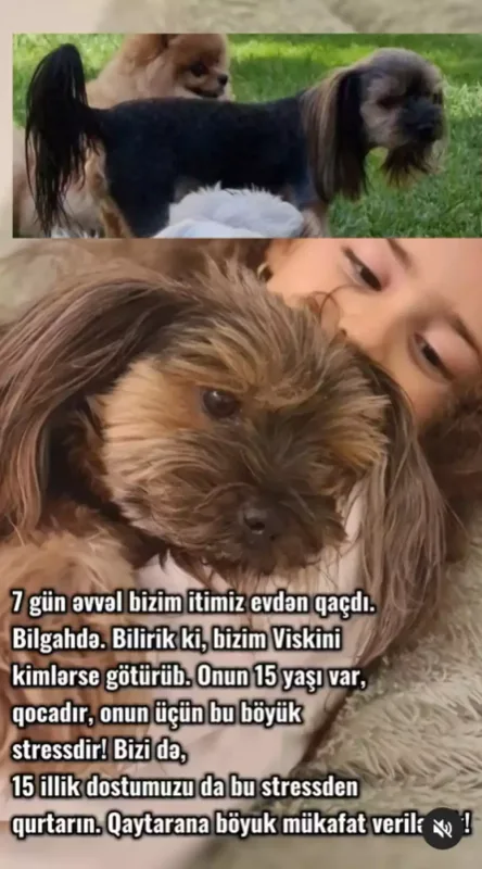 Keçmiş “Lider”in rəhbərinin xanımının iti yoxa çıxıb