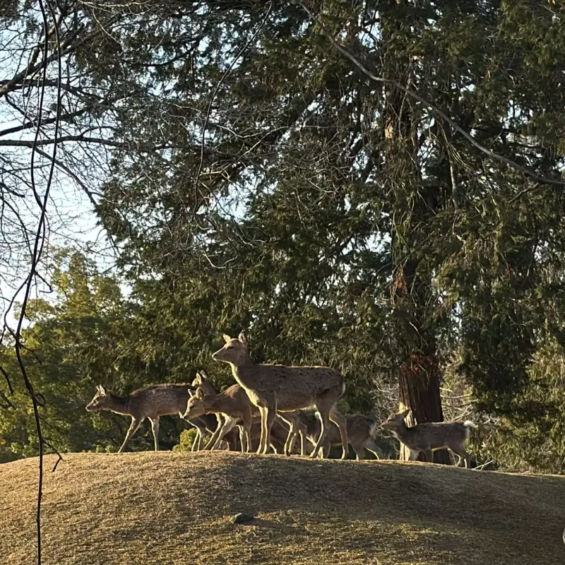 Hande Yener Yaponiyada...