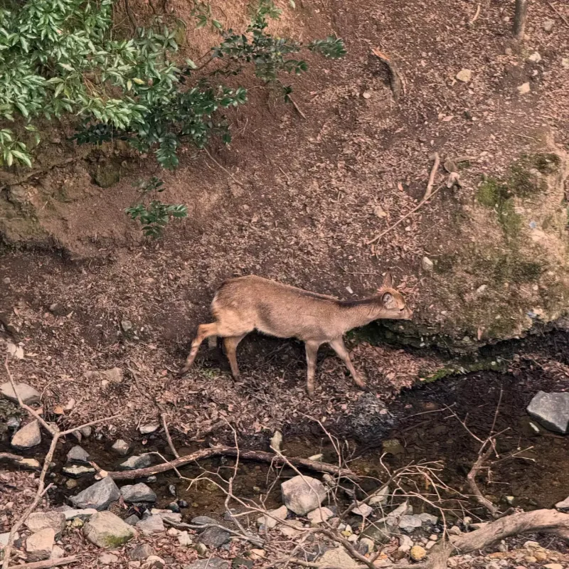 Hande Yener Yaponiyada...