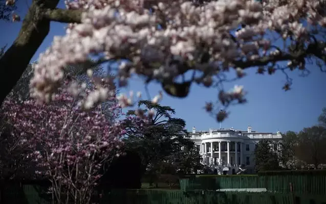 Tramp Ağ Evdəki 200 illik ağacı kəsdirəcək