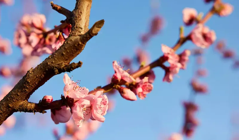 Sabah hava dumanlı olacaq