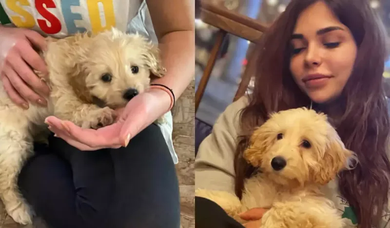 Sabinanın itini maşın vurdu