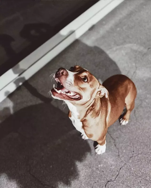 35 min şəkil, 2 min video... - Abbasdan süni intellektlə klip