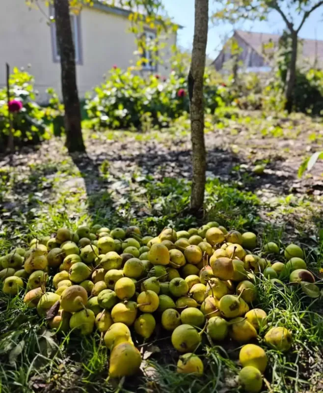 Arzu Əliyeva şamaxılı ailənin qonağı oldu - Fotolar