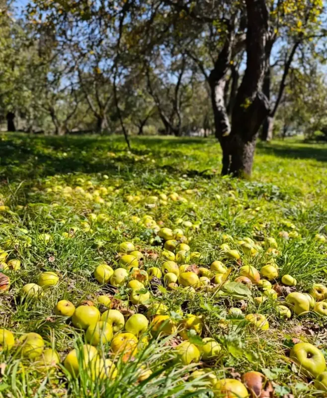 Arzu Əliyeva şamaxılı ailənin qonağı oldu - Fotolar