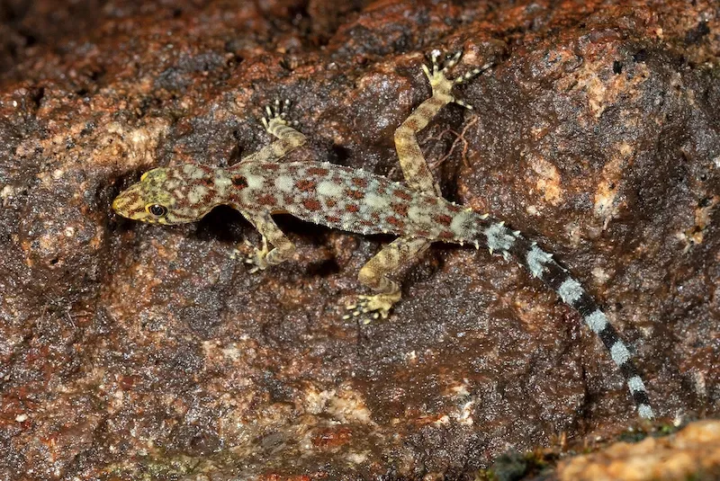 Alimlər yeni kəşf etdikləri kərtənkələyə Ceki Çanın adını verdilər