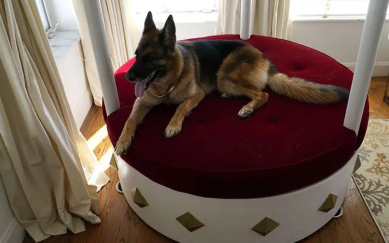 Dünyanın ən varlı iti odur - FOTOLAR