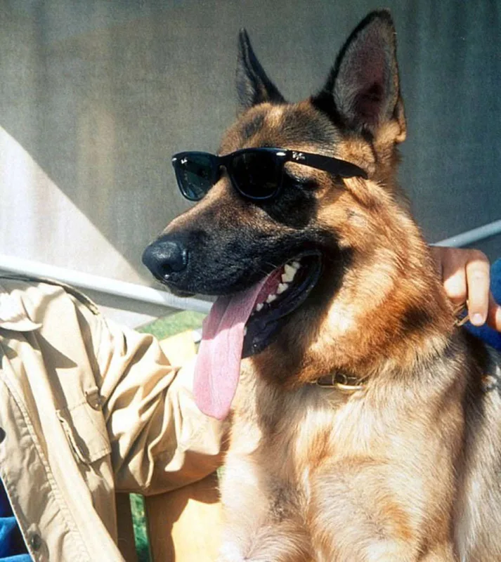 Dünyanın ən varlı iti odur - FOTOLAR