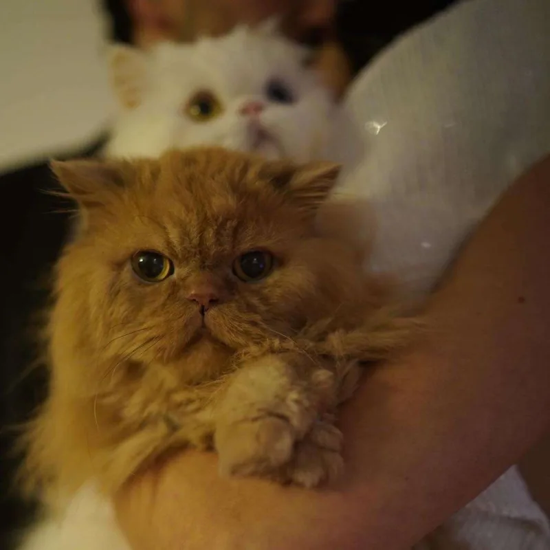 Nəsrindən sevgilisinə öpüşlü təbrik