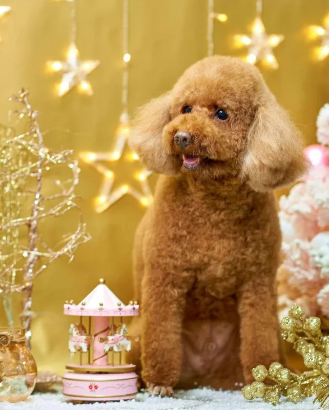 Nura itinə fotosessiyası etdirdi