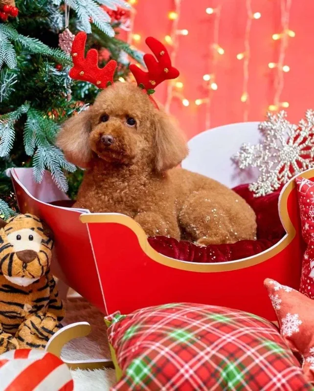 Nura itinə fotosessiyası etdirdi