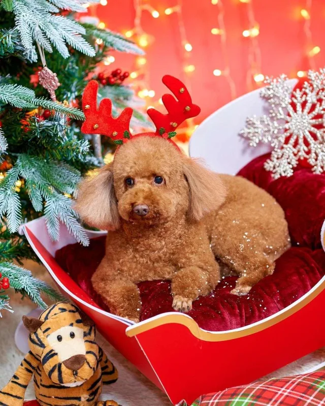 Nura itinə fotosessiyası etdirdi