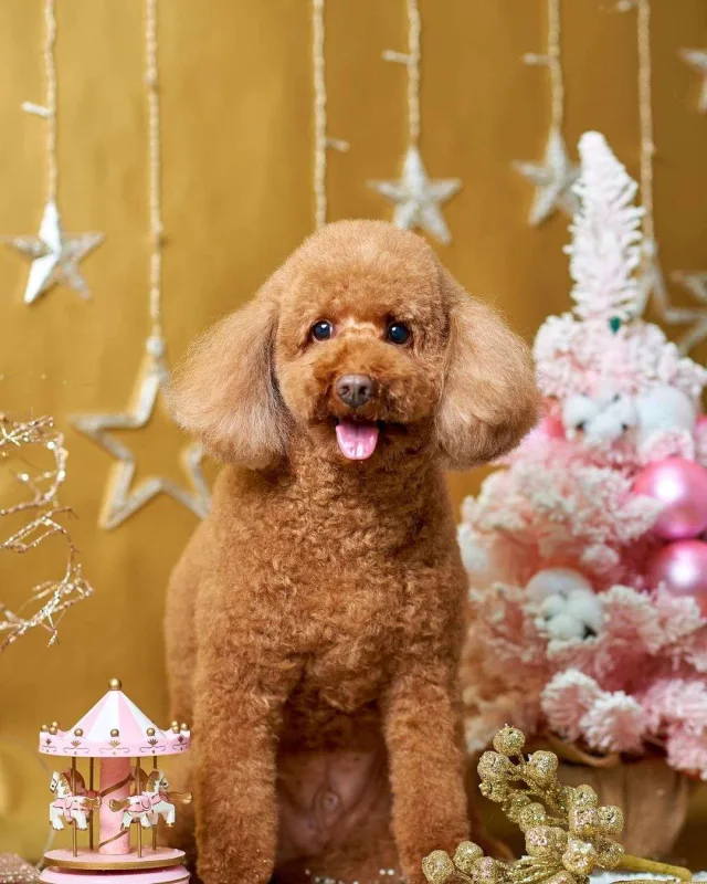 Nura itinə fotosessiyası etdirdi