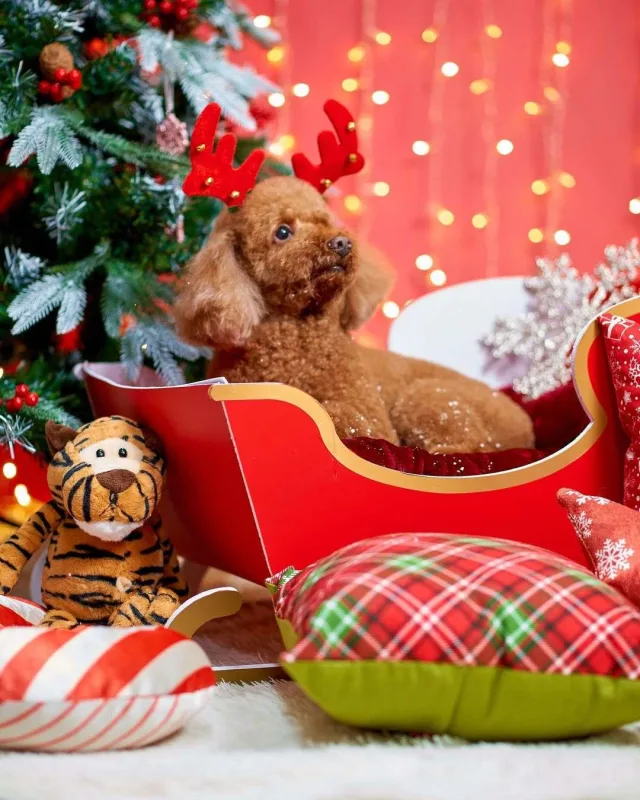 Nura itinə fotosessiyası etdirdi