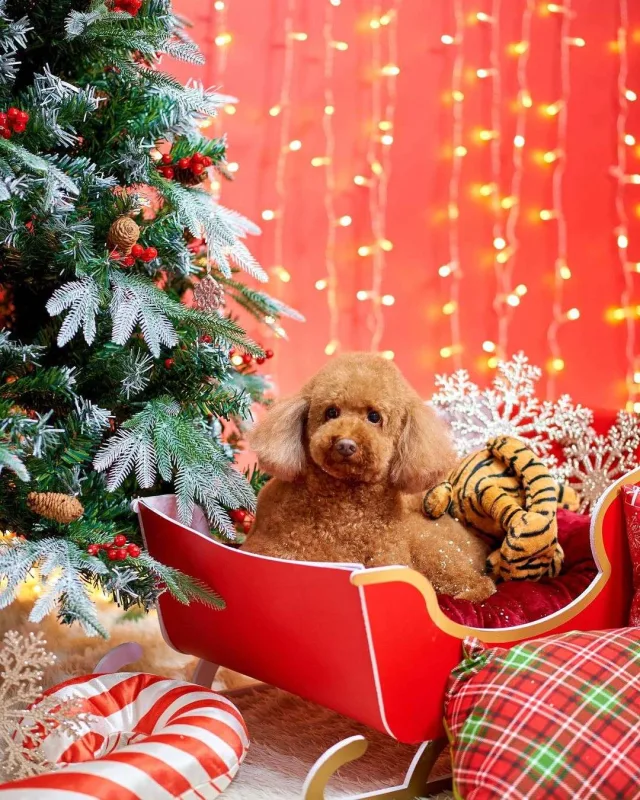 Nura itinə fotosessiyası etdirdi