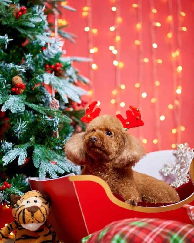 Nura itinə fotosessiyası etdirdi