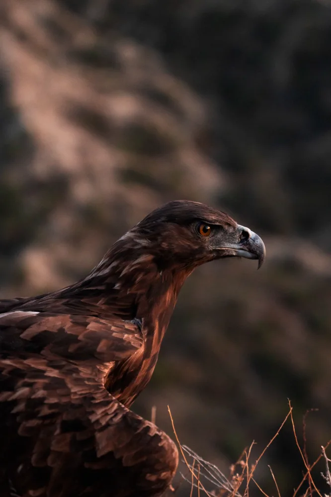 Leyla Əliyeva və Arzu Əliyeva Axar-Baxar Milli Parkının açılış mərasimində iştirak edib