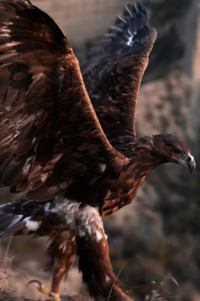 Leyla Əliyeva və Arzu Əliyeva Axar-Baxar Milli Parkının açılış mərasimində iştirak edib