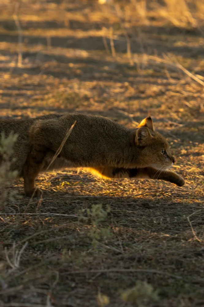 Leyla Əliyeva və Arzu Əliyeva Axar-Baxar Milli Parkının açılış mərasimində iştirak edib