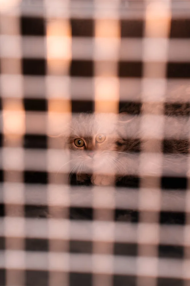 Leyla Əliyeva və Arzu Əliyeva Axar-Baxar Milli Parkının açılış mərasimində iştirak edib