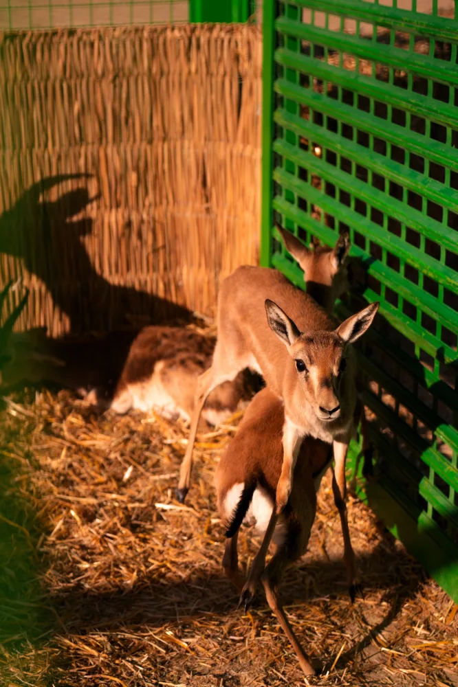 Leyla Əliyeva və Arzu Əliyeva Axar-Baxar Milli Parkının açılış mərasimində iştirak edib