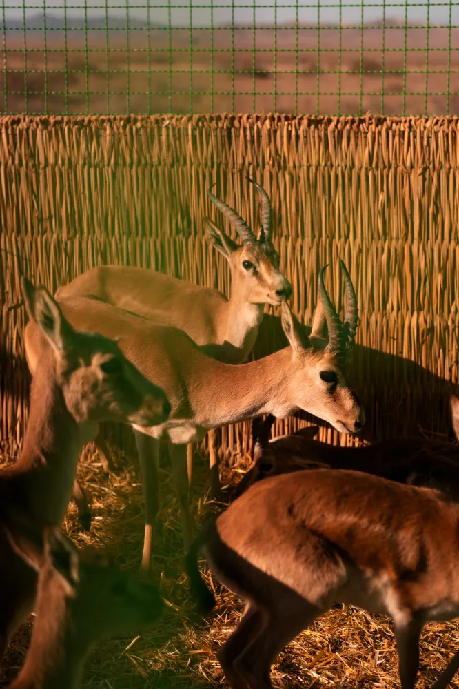 Leyla Əliyeva və Arzu Əliyeva Axar-Baxar Milli Parkının açılış mərasimində iştirak edib