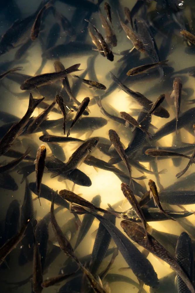 Leyla Əliyeva və Arzu Əliyeva Axar-Baxar Milli Parkının açılış mərasimində iştirak edib