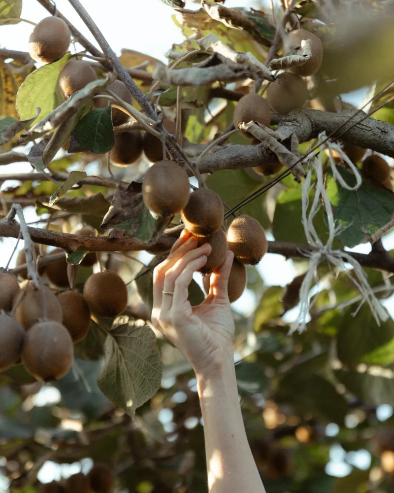 Prezidentin ailəsi Lənkəranda…