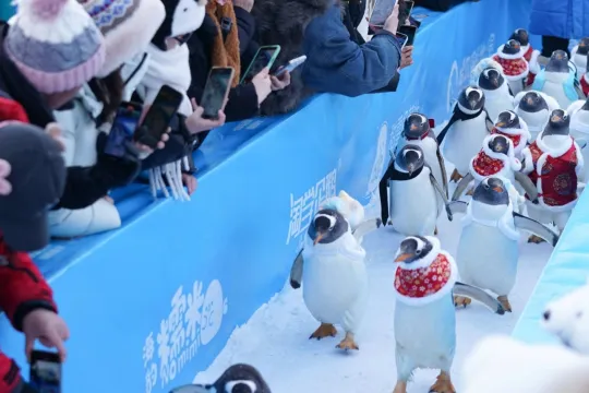 Çində pinqvinlərin paradı - Fotolar