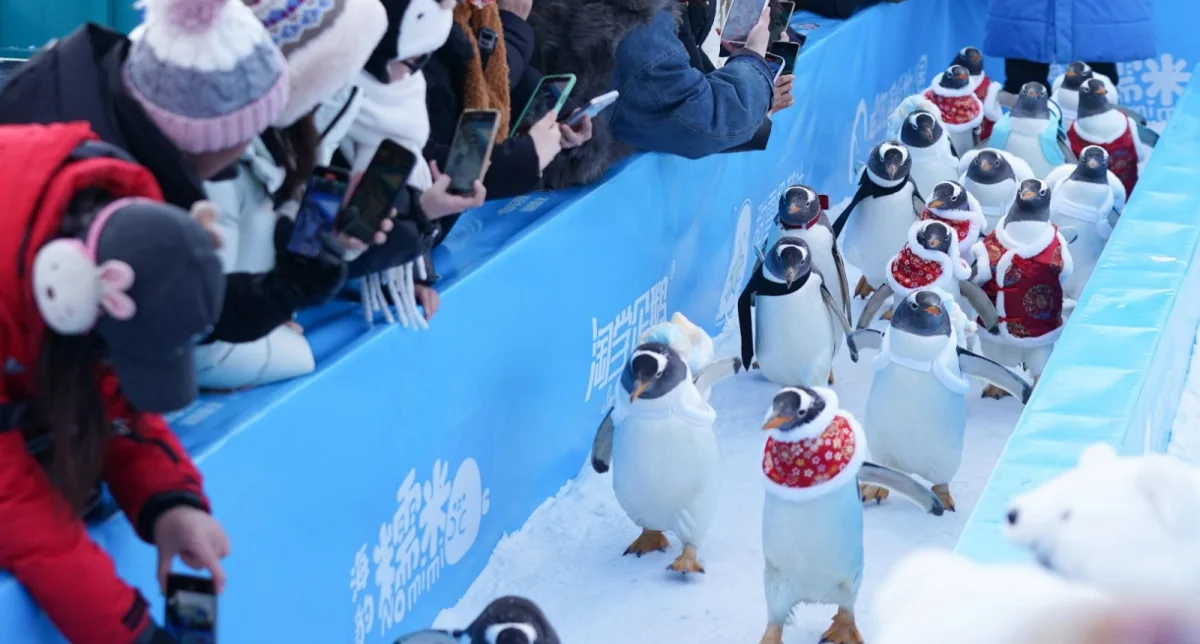 Çində pinqvinlərin paradı - Fotolar