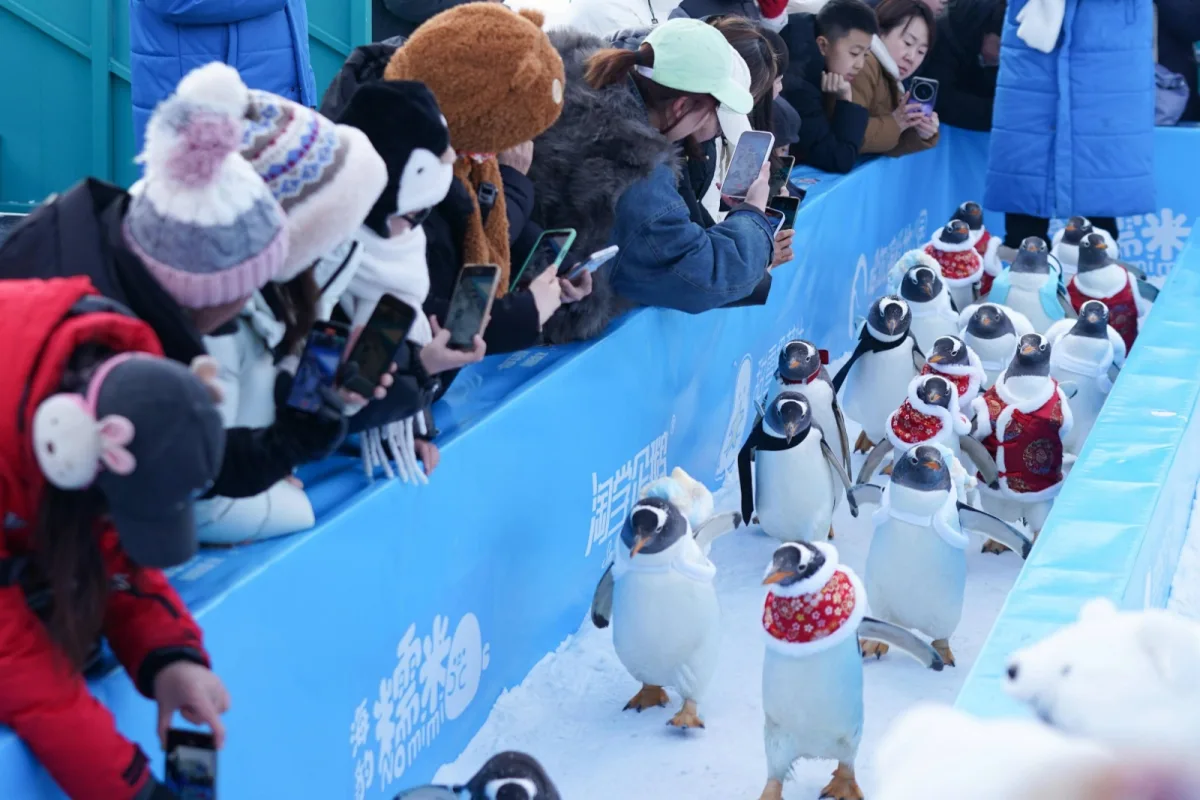 Çində pinqvinlərin paradı - Fotolar