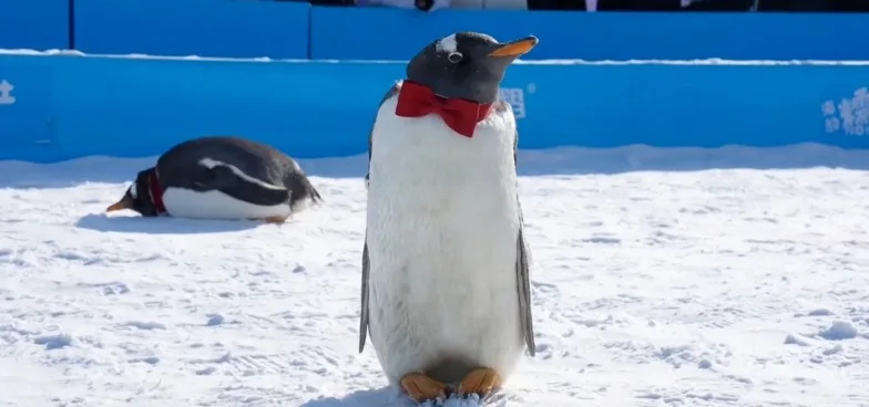 Çində pinqvinlərin paradı - Fotolar