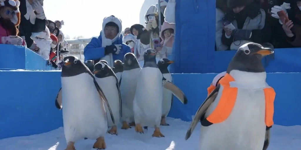 Çində pinqvinlərin paradı - Fotolar