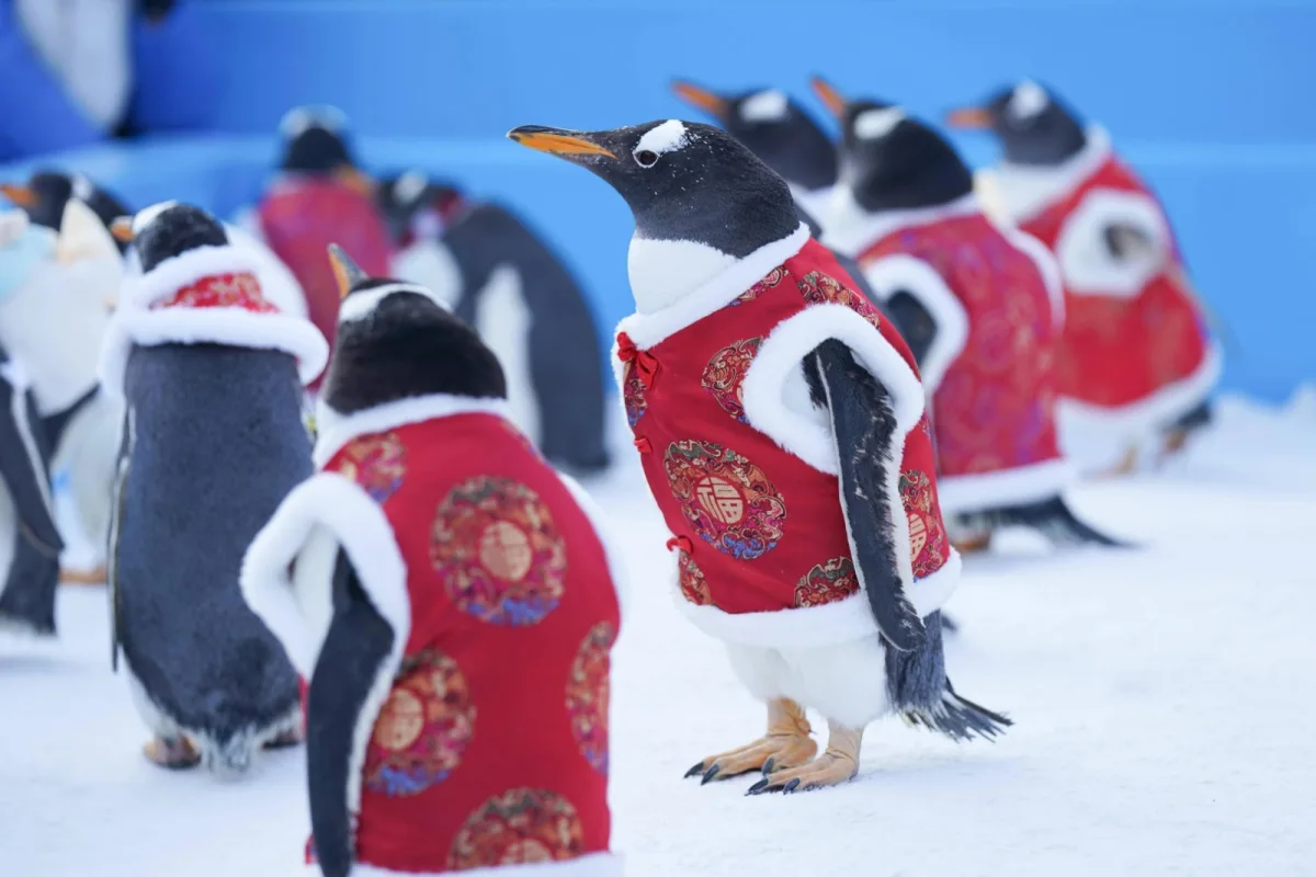 Çində pinqvinlərin paradı - Fotolar