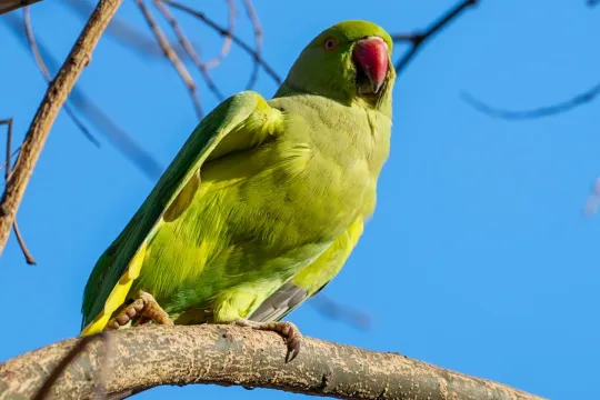 Bakı bulvarında yaxalıqlı tutuquşular...