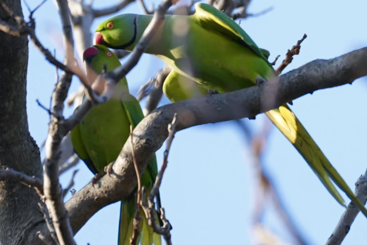 Bakı bulvarında yaxalıqlı tutuquşular...